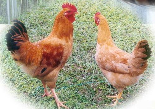 殼寡糖的作用與應(yīng)用前景